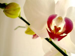 706363_orchids_3.jpg