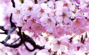 496089_japanese_cherry_blossoms.jpg