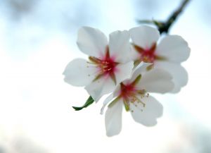 733004_almond_tree_flowers.jpg